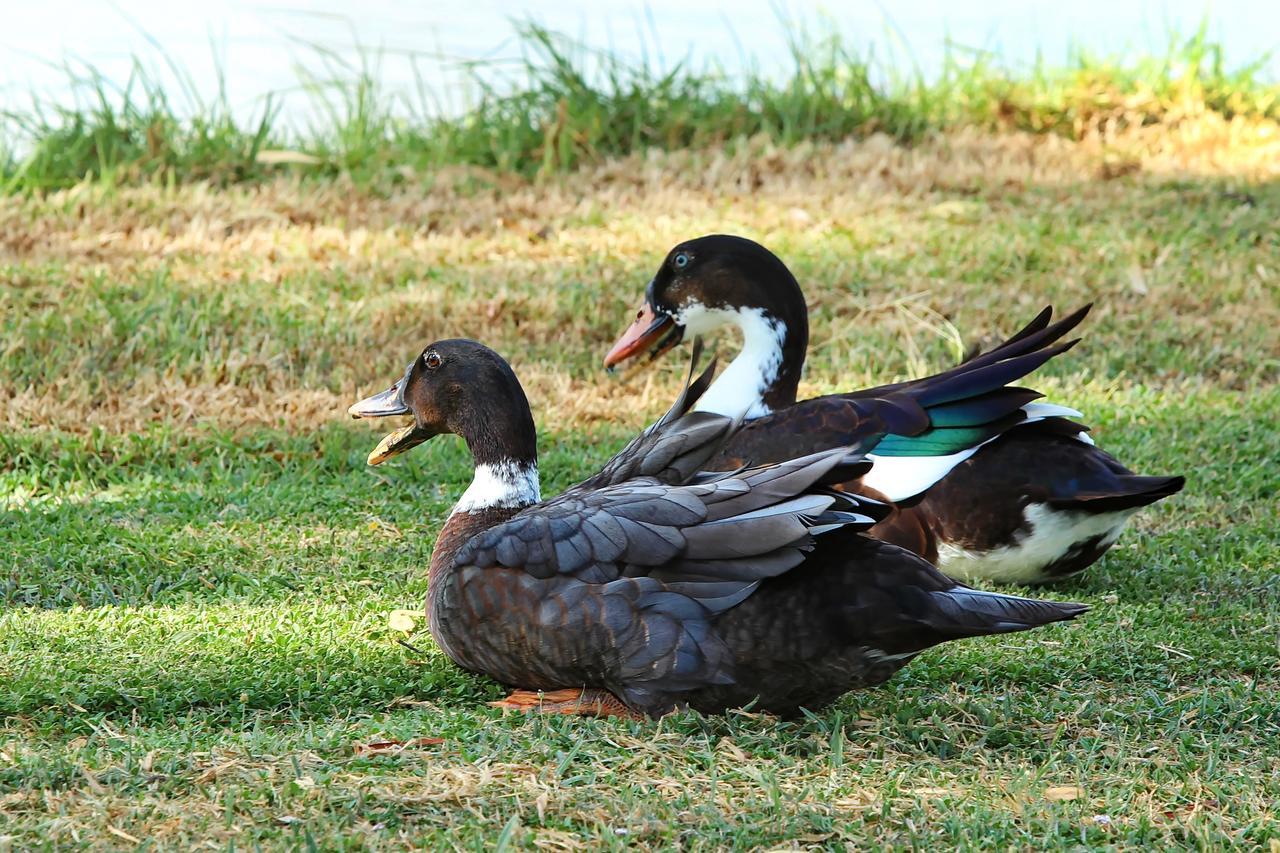 The Duck Inn Apartments タムワース エクステリア 写真
